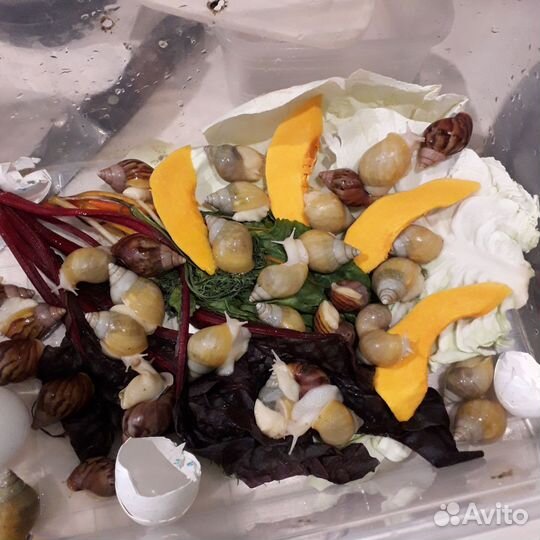 Улитки ахатины