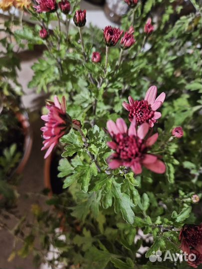 Хризантема мультифлора