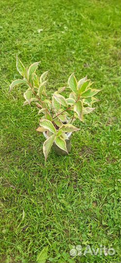 Декоративные кустарники