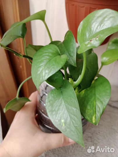 Сциндапсус (эпипремнум)