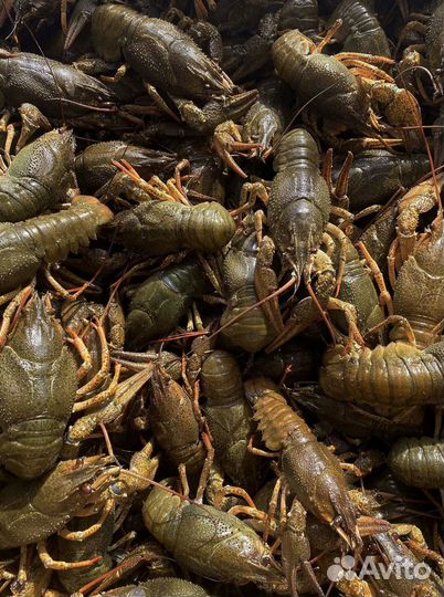 Раки живые и готовые