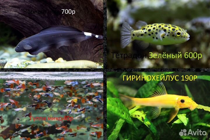 Аквариумные рыбки в днр