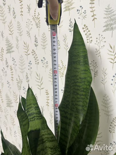 Сансевиерия