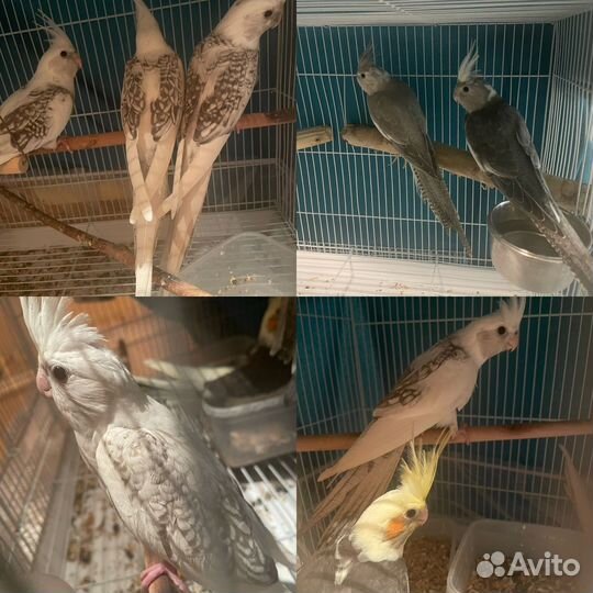 Попугай корелла безщекии,какарики ручные