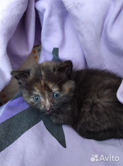 Котенок девочка в добрые руки бесплатно