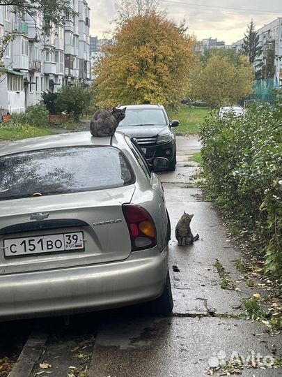 Услуги курьера на автомобиле