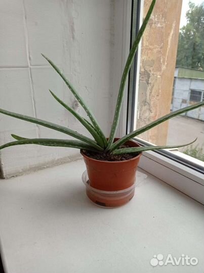 Каланхоэ лечебное, алоэ годовалое, денжное дерево