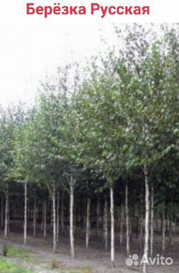Саженцы липы,березы