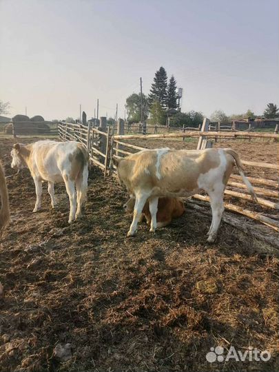 Домашние бычки и телки