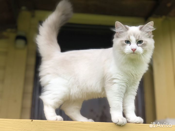 Невская маскарадная (Илона), с родословной