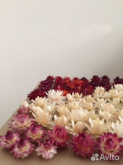 Гелихризум свежий урожай