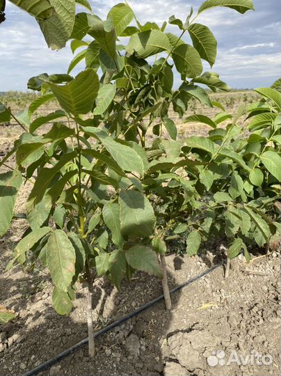 Грецкий орех саженцы 3-х летки