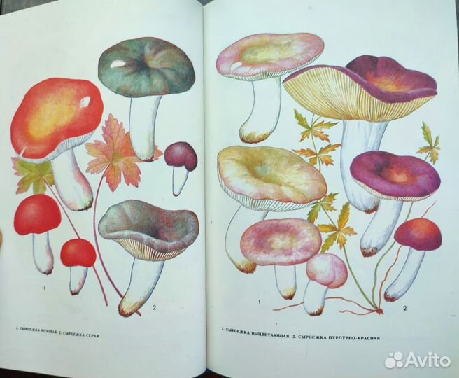 Ботаническая книга грибы, растения