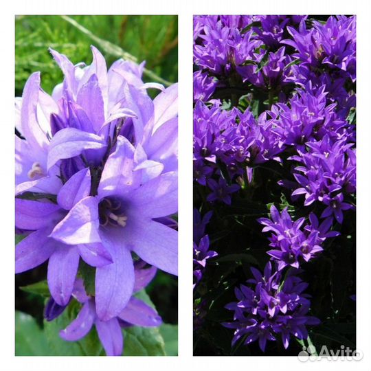 Многолетние цветы