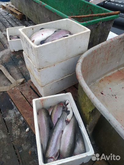 Карельская форель 2,4кг+