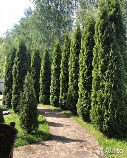 Туя смарагд с доставкой,посадкой 3-3,5метра