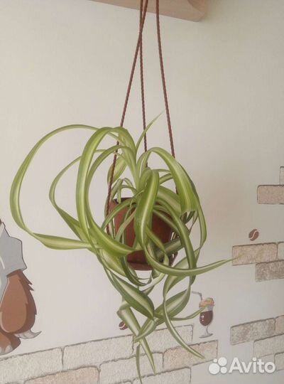 Хлорофитум 2 вида