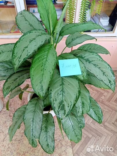 Комнатные растения цветы