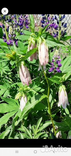 Многолетники