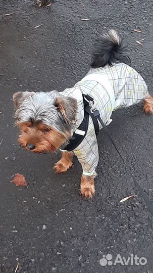 Одежда для собак мелких пород