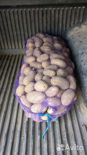 Свежая картошка бесплатная доставка