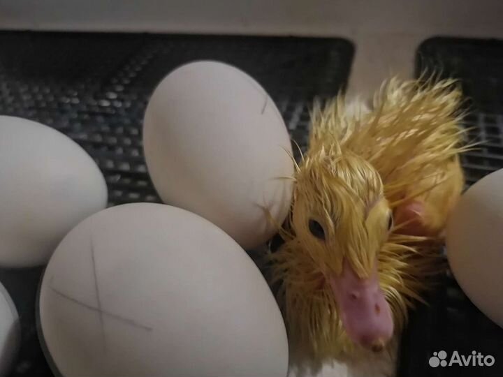 Утки пекинки