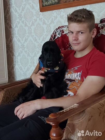 Домашняя передержка собак