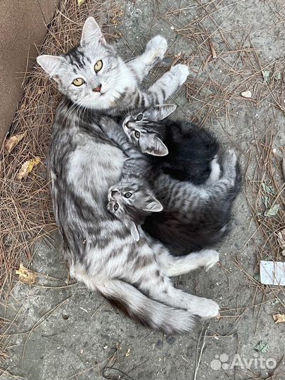 Кошки и котята