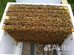 Пчелопакеты и семьи