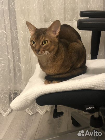 Абиссинский кот вязка