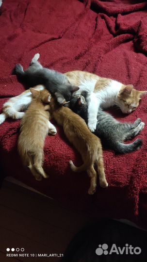 Кот, котёнок, мышелов