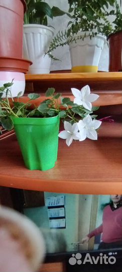 Комнатные цветы