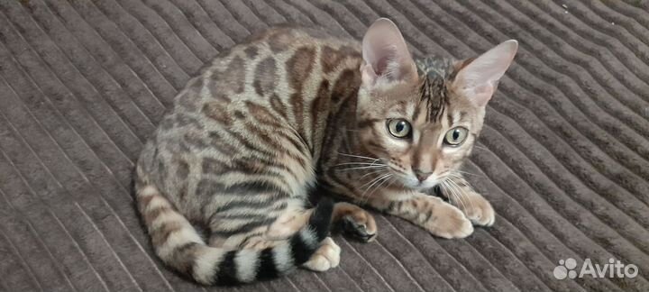 Бенгальская кошка котенок