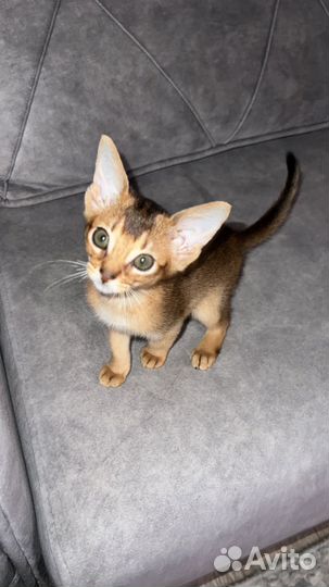 Абиссинская с документами