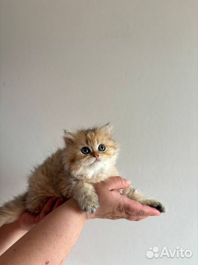 Британские котята, мальчик