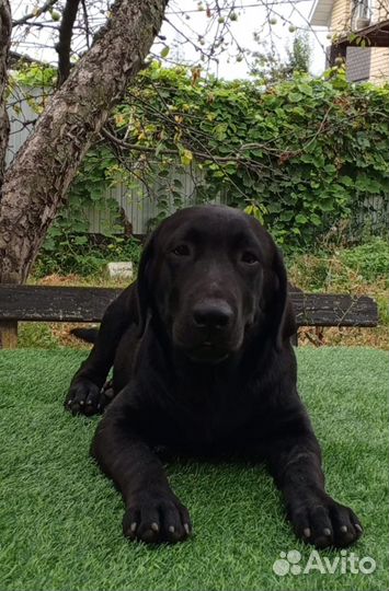 Щенки лабрадора. Все окрасы. Питомник