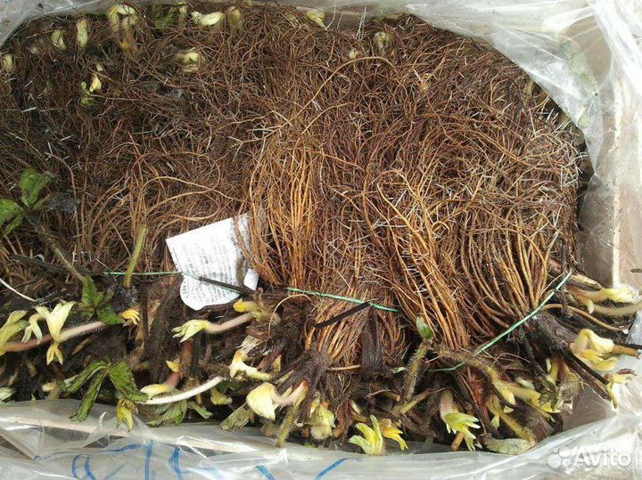 Саженцы клубники (фриго с европы) опт и розница