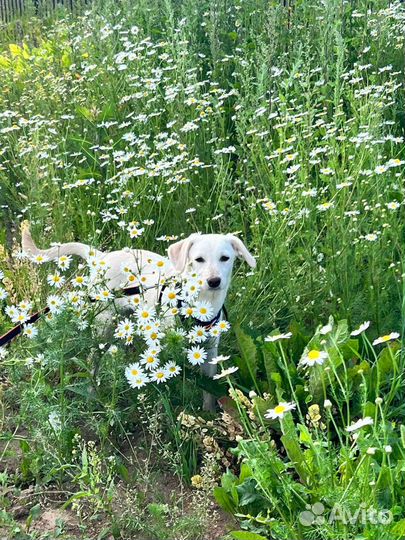 Щенок в добрые руки бесплатно