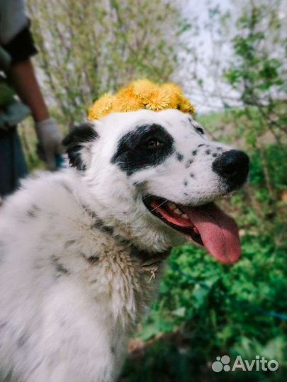 Приютский Саймон ищет дом