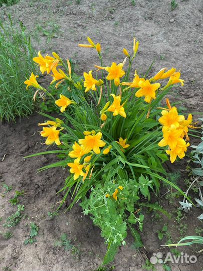 Лилейник желтый. Многолетнее растение