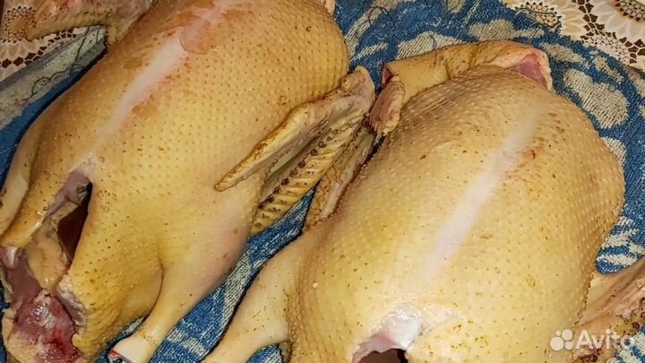 Что внутри находится зеленое в индоутке Мясо утки и гуся купить в Рязани Товары для дома и дачи Авито