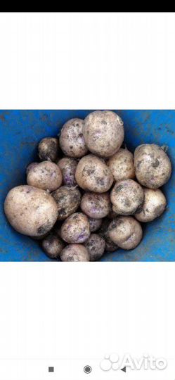 Вкусный картофель синеглазка и аврора