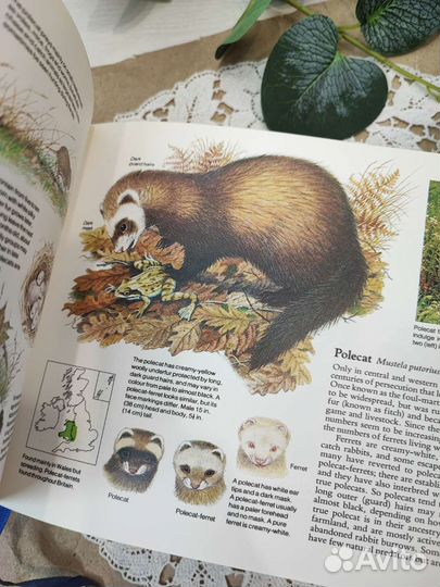 Книга путеводитель Животные Великобритании