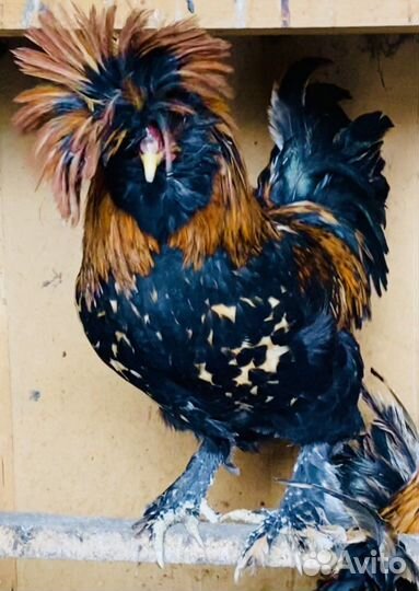 Куры павловские золото