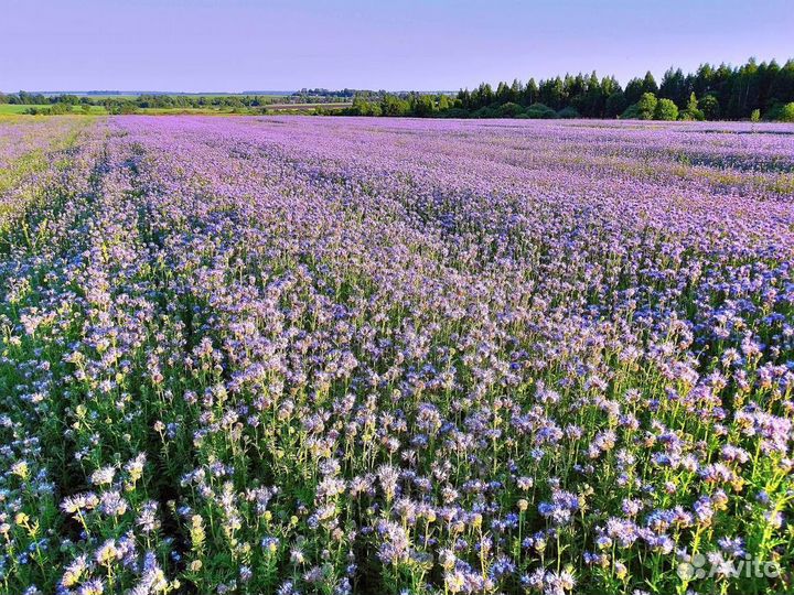 Семена фацелии