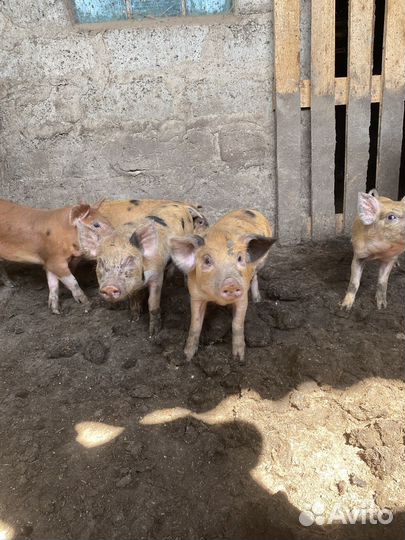 Поросята ландрас дюрок