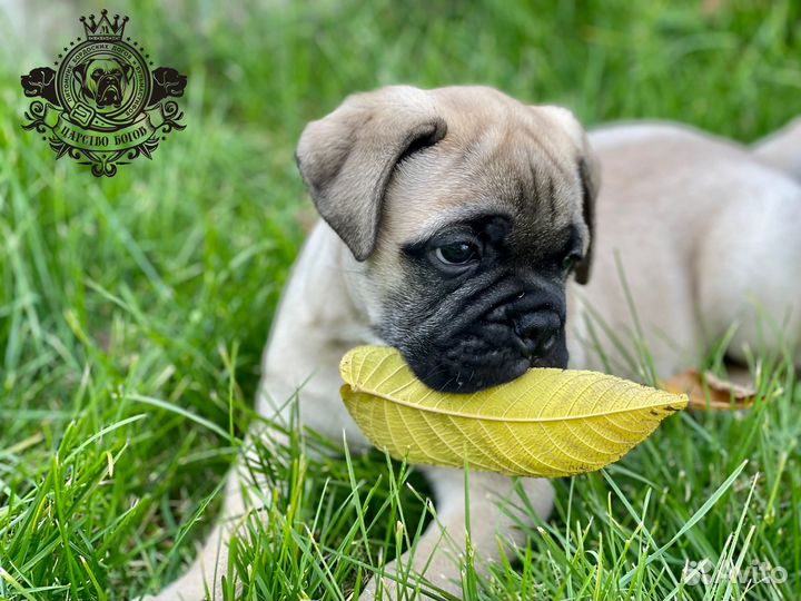 Щенок бульмастиф (девочка)
