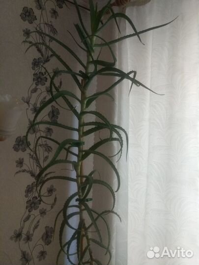 Алоэ лечебный