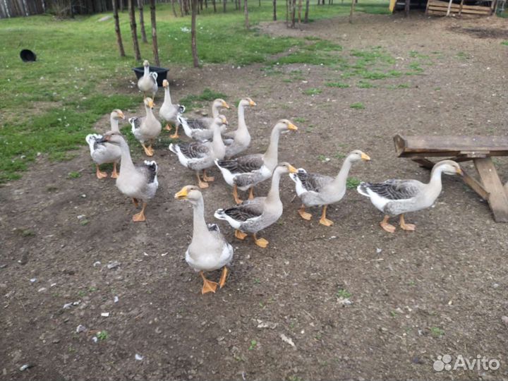 Холмогорские гуси