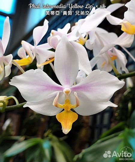 Орхидея intermedia yellow lip